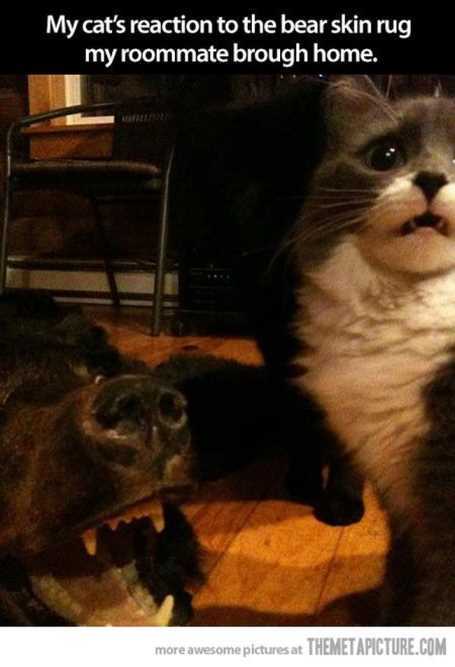 MyCatsReaction