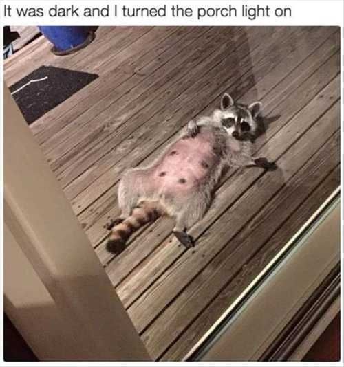Raccoononthebackdeck