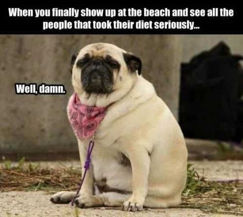 Tookdietseriouslyfunnypug