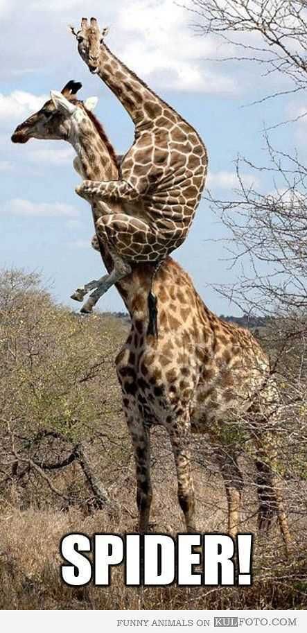 Twogiraffesscaredofaspider