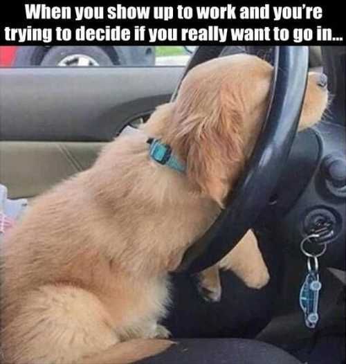 Whenyoushowuptoworkfunnydogonsteeringwheel