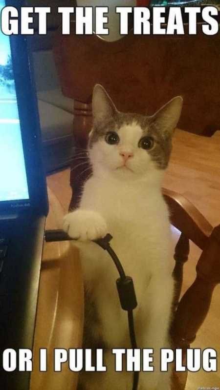 Absolutely Hilarious Animal Pictures 003