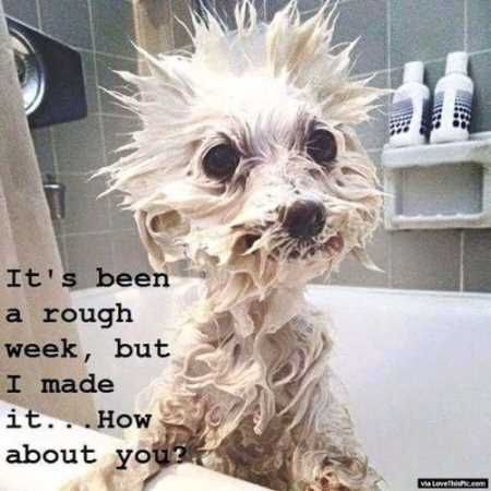 Absolutely Hilarious Animal Pictures 005