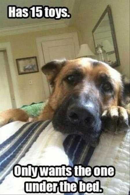Absolutely Hilarious Animal Pictures 006