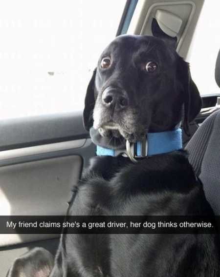 Absolutely Hilarious Animal Pictures 007