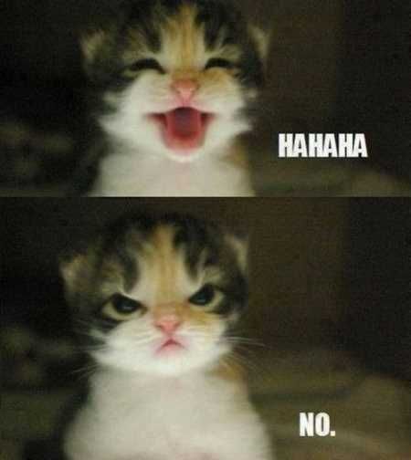 Absolutely Hilarious Animal Pictures 008
