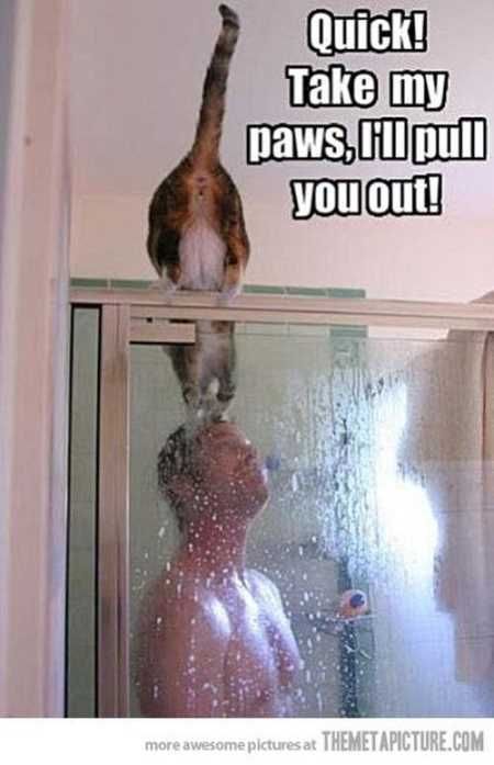 Absolutely Hilarious Animal Pictures 009