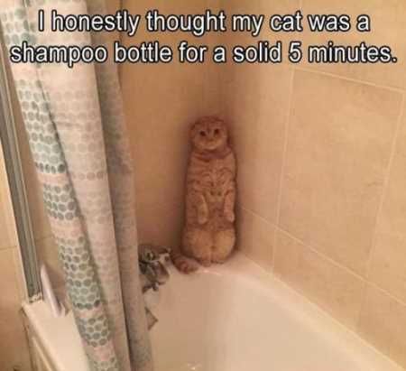 Absolutely Hilarious Animal Pictures 011