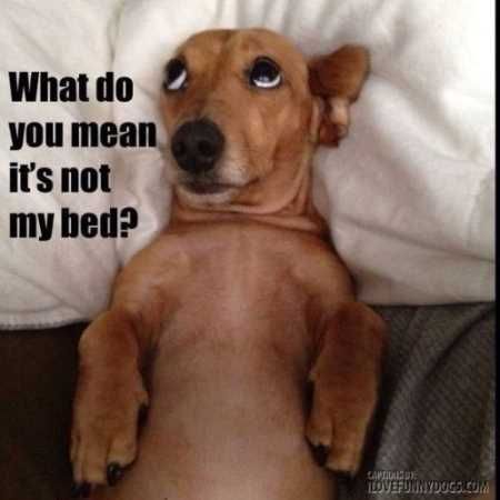 Absolutely Hilarious Animal Pictures 013