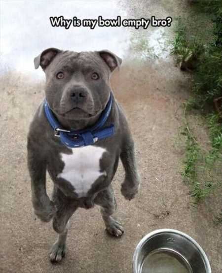 Absolutely Hilarious Animal Pictures 014