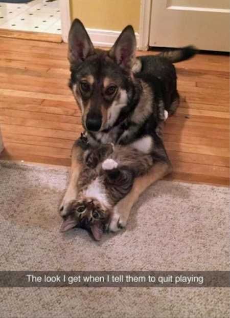 Absolutely Hilarious Animal Pictures 020