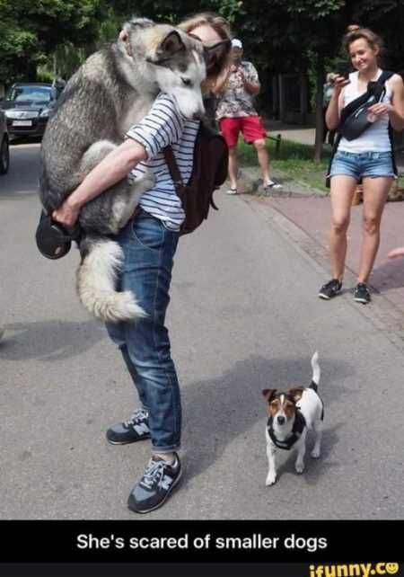 Absolutely Hilarious Animal Pictures 021