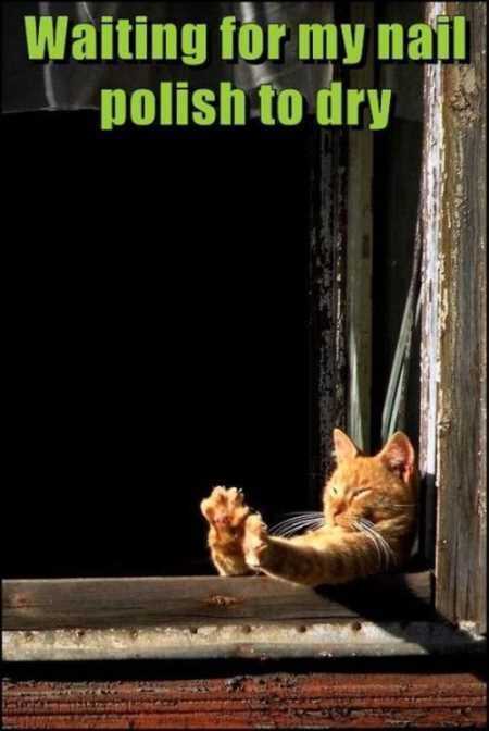 Absolutely Hilarious Animal Pictures 024