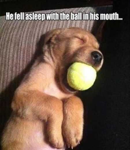 Absolutely Hilarious Animal Pictures 027