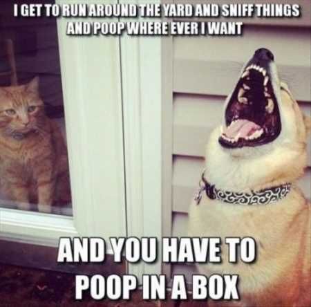 Absolutely Hilarious Animal Pictures 028