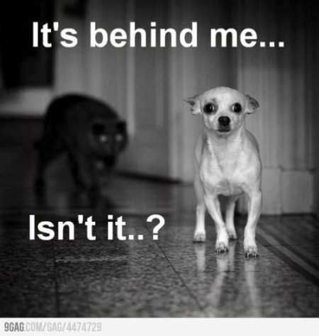Absolutely Hilarious Animal Pictures 030