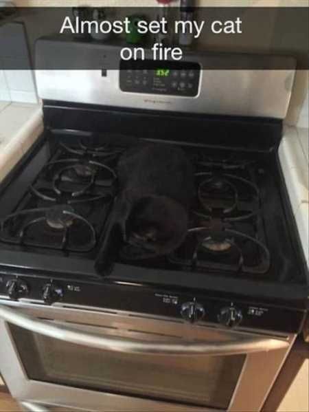 Absolutely Hilarious Animal Pictures 031