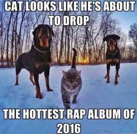 Absolutely Hilarious Animal Pictures 032
