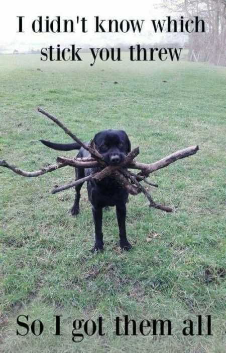 Absolutely Hilarious Animal Pictures 034