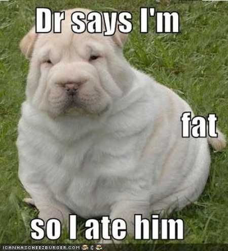 Absolutely Hilarious Animal Pictures 035