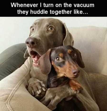 Absolutely Hilarious Animal Pictures 036
