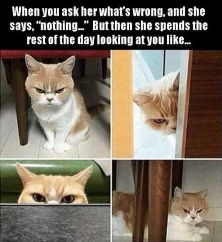 Absolutely Hilarious Animal Pictures 037