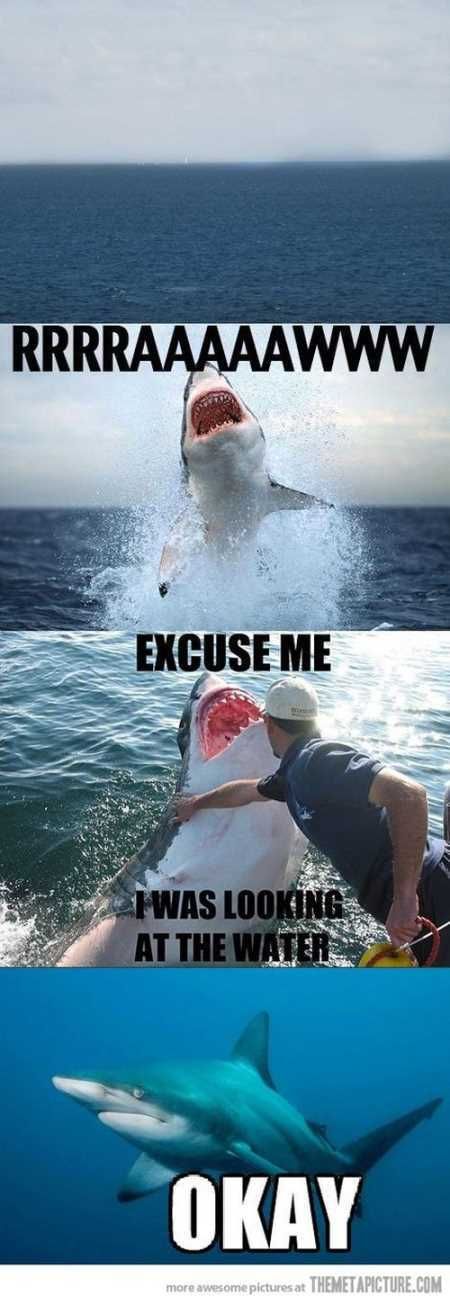 Funny Animals Youre Sure To Love 002