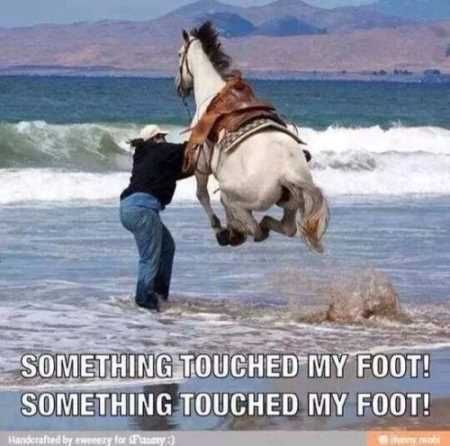 Funny Animals Youre Sure To Love 012