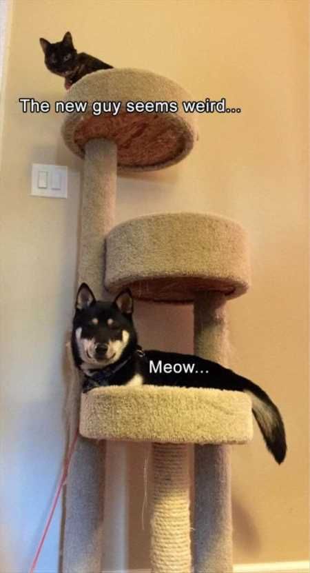 Funny Animals Youre Sure To Love 013