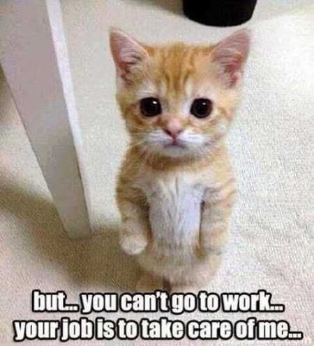 Funny Animals Youre Sure To Love 020