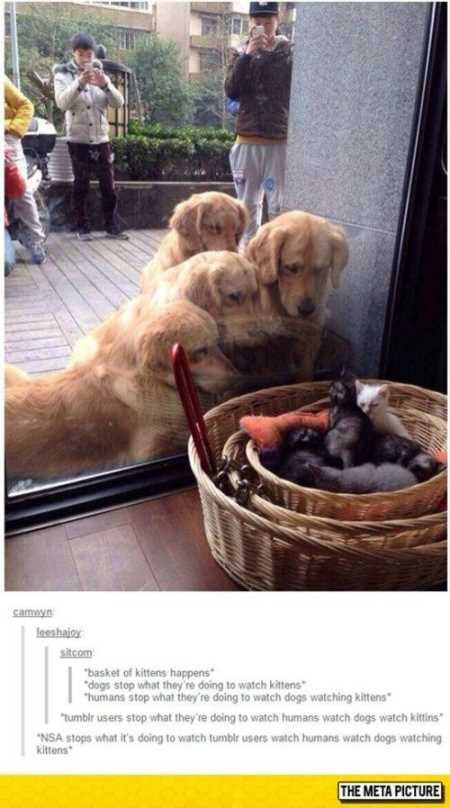 Funny Animals Youre Sure To Love 024