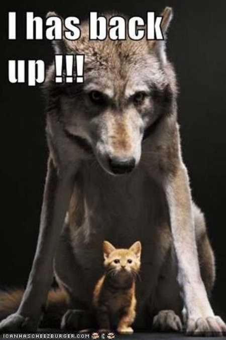 Funny Animals Youre Sure To Love 028