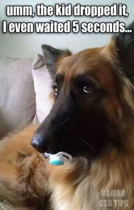 Hilarious Animal Pictures 001