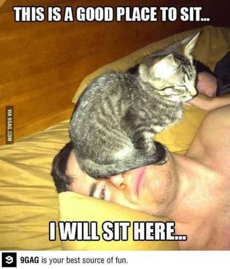 Hilarious Animal Pictures 002