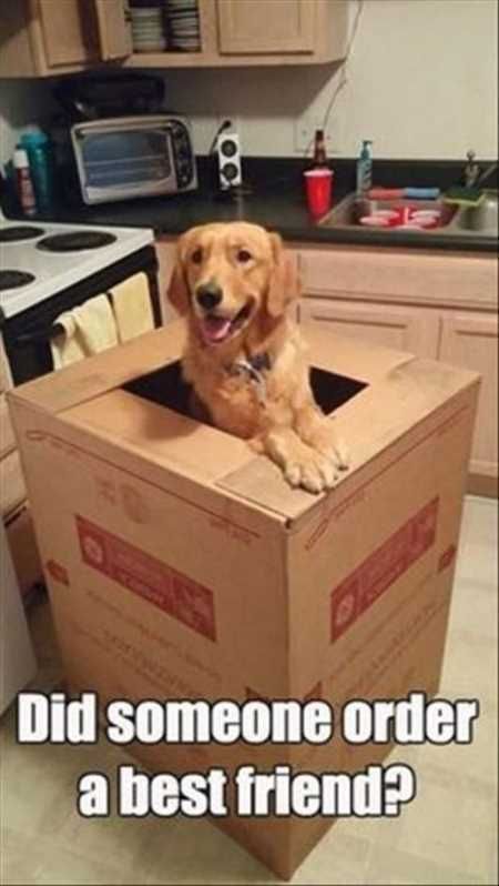 Hilarious Animal Pictures 004