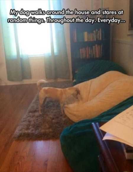 Hilarious Animal Pictures 006