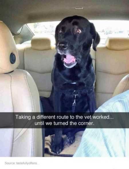 Hilarious Animal Pictures 007