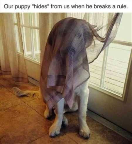 Hilarious Animal Pictures 008