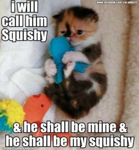 Hilarious Animal Pictures 012
