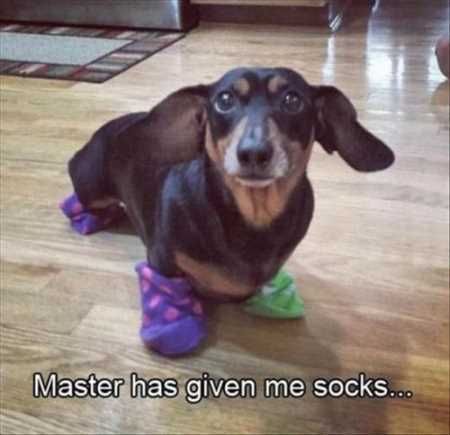 Hilarious Animal Pictures 014