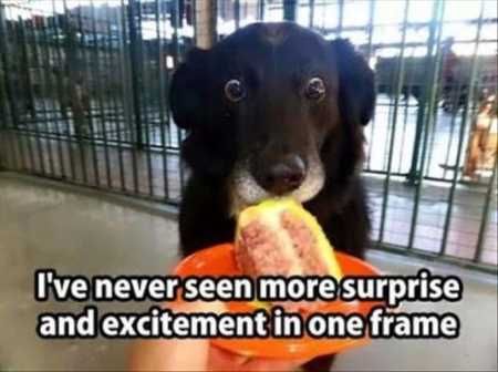 Hilarious Animal Pictures 015