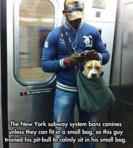 Hilarious Animal Pictures 016