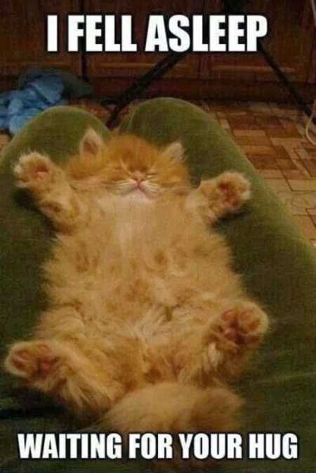 Hilarious Animal Pictures 018