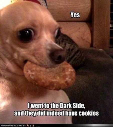 Hilarious Animal Pictures 019