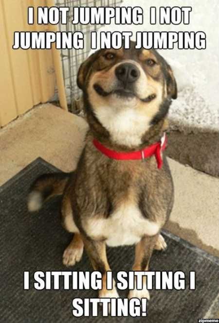 Hilarious Animal Pictures 021