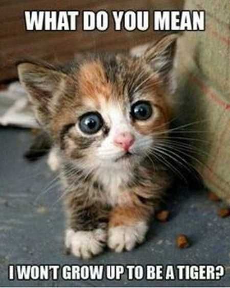 Hilarious Animal Pictures 022