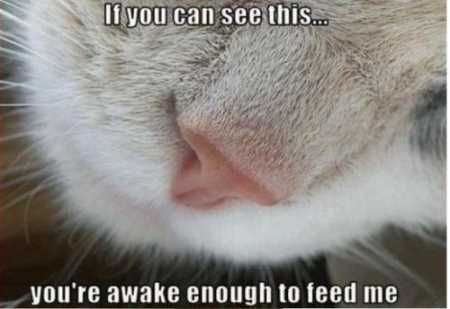 Hilarious Animal Pictures 023