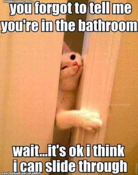 Hilarious Animal Pictures 026