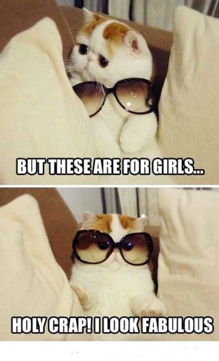 Hilarious Animal Pictures 027