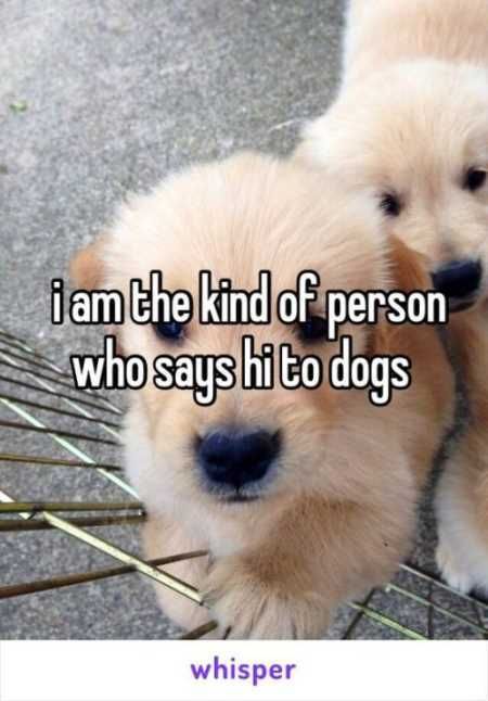 Hilarious Animal Pictures 031